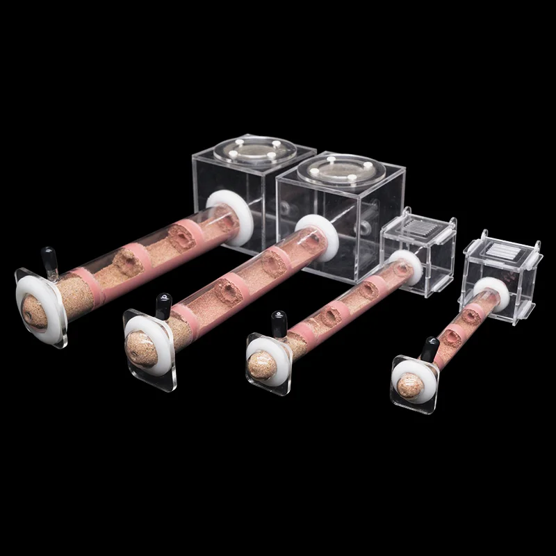Begonia Rex - DIY Various Size Ant Farm Bamboo