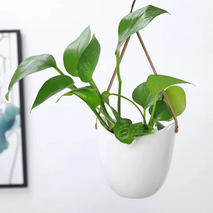 White Hanging Planter Pot with - Aloe Vera Pot review and price