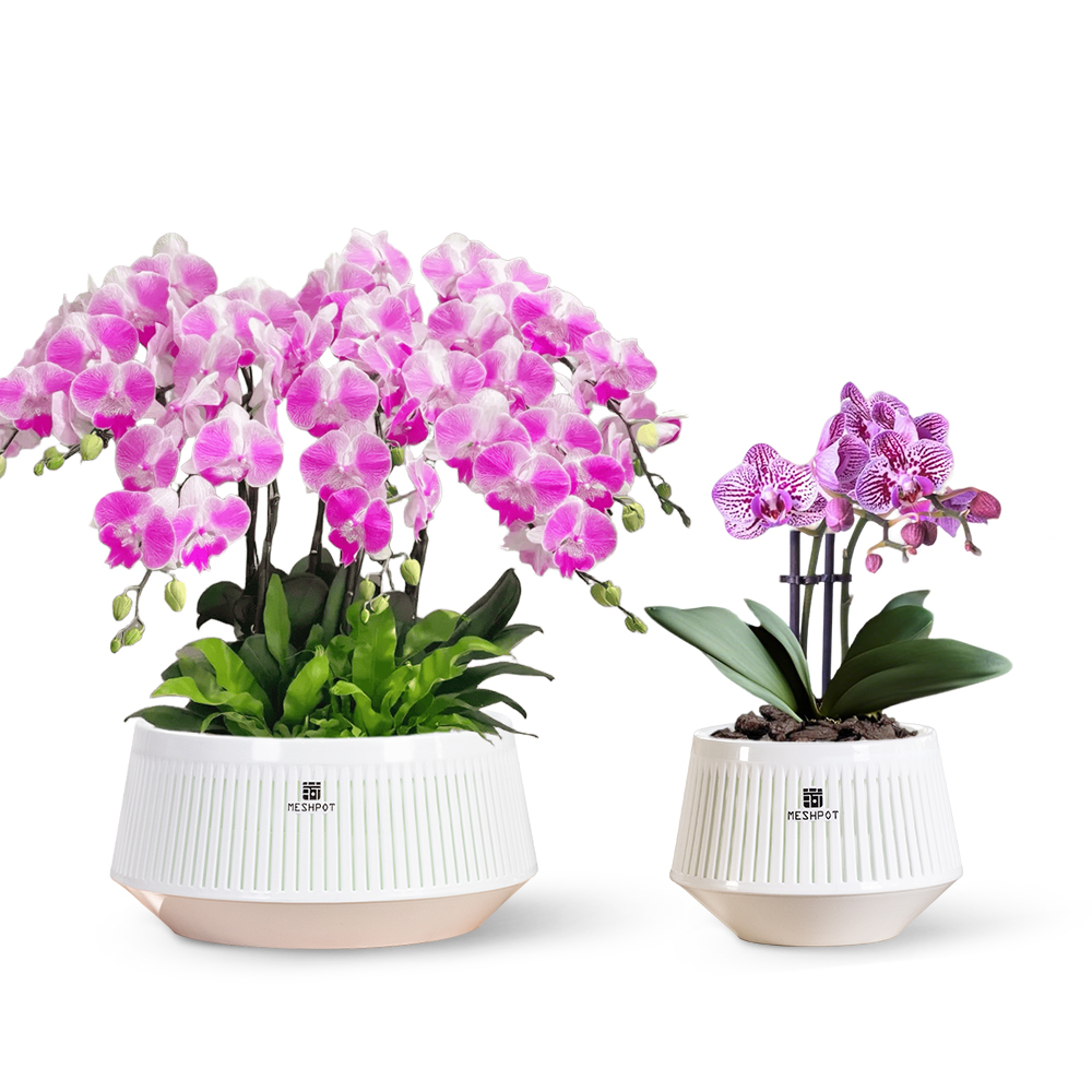 Meshpot Orchid Pot with Holes  - Aloe Vera Pot review and price