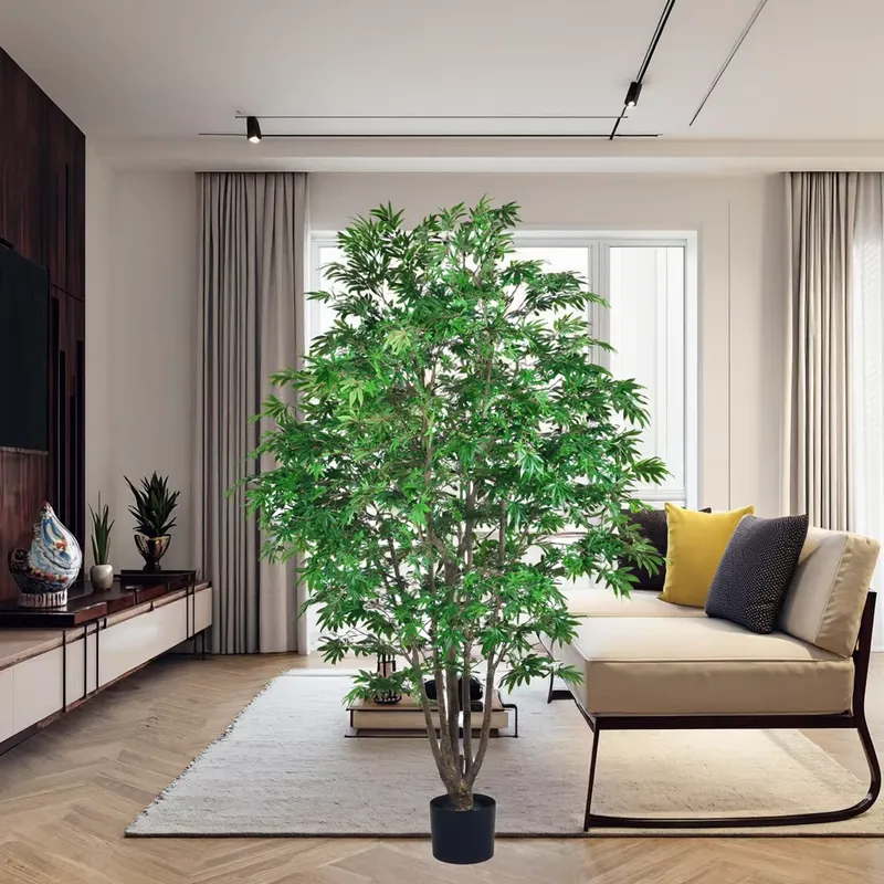 Trending Wholesale Green Maple - Dracaena Marginata review and price