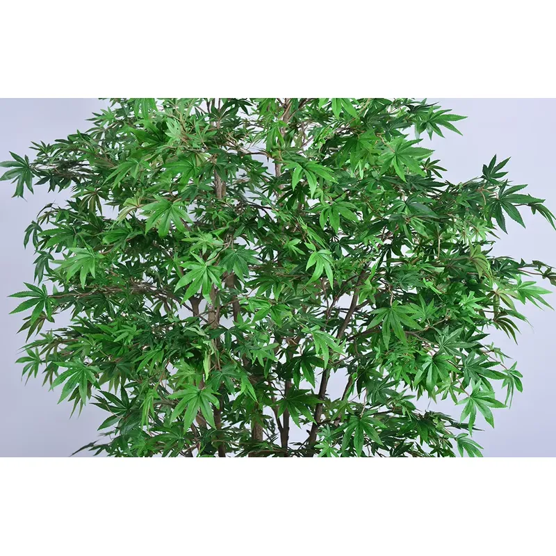 Trending Wholesale Green Maple - Dracaena Marginata review and price