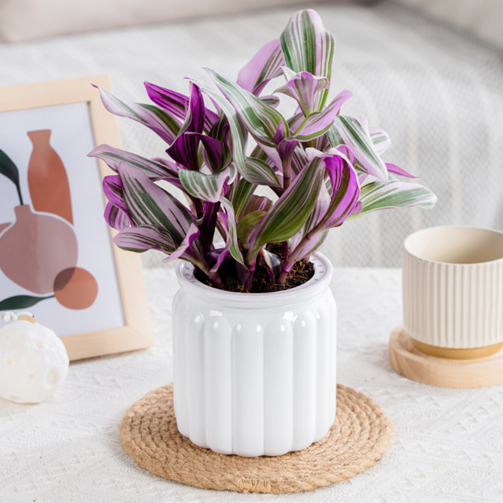 Lazy Hydroponic Flower Pot Aut - Aloe Vera Pot review and price