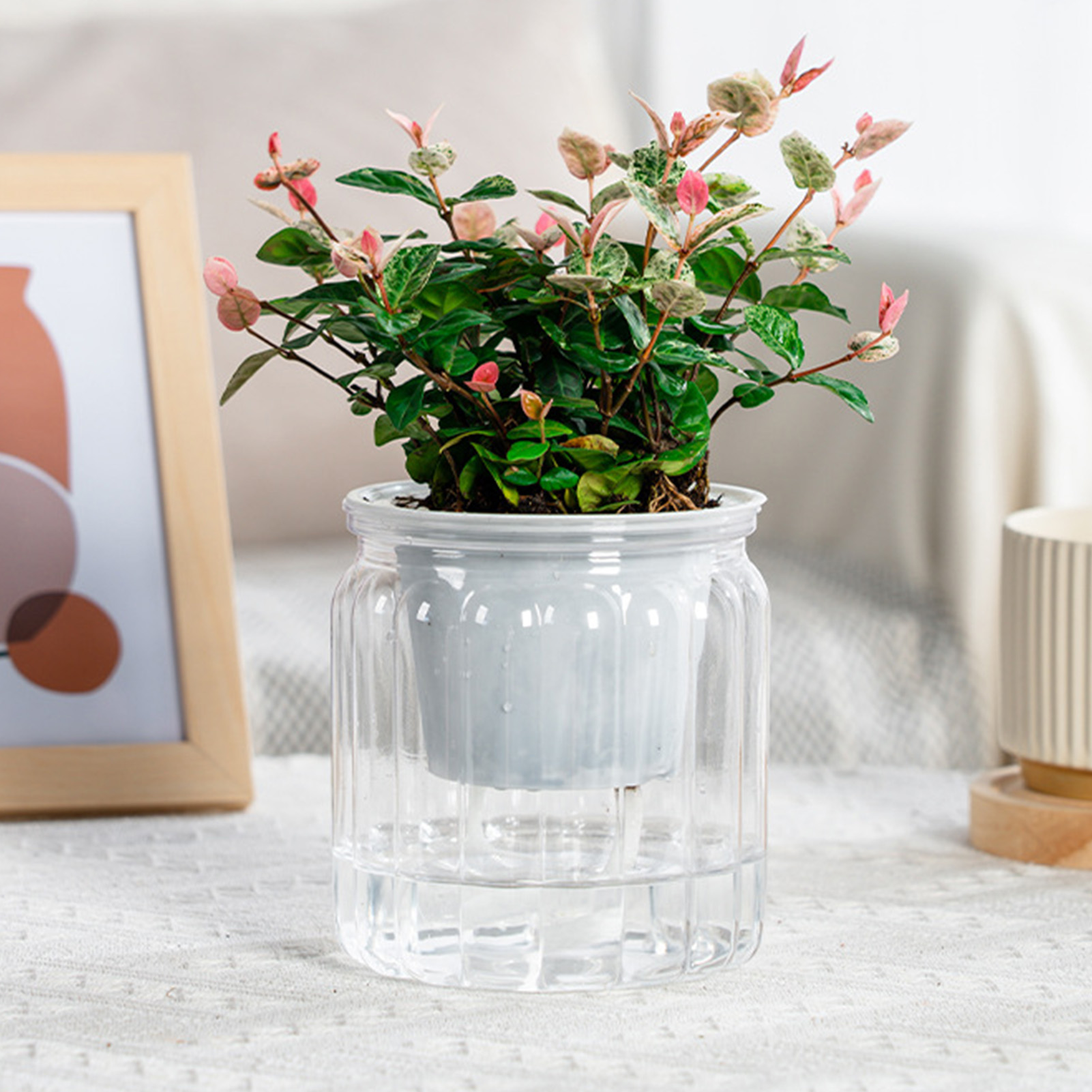 Lazy Hydroponic Flower Pot Aut - Aloe Vera Pot review and price