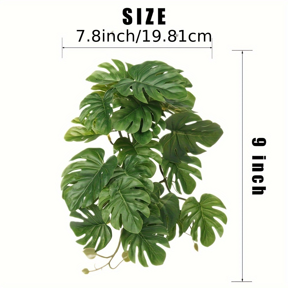 Reptile Plants for Terrarium A - Monstera Adansonii review and price
