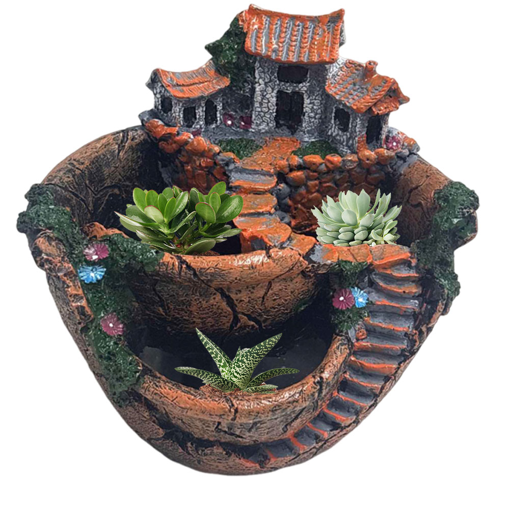 Succulent Pot Vintage Multi Po - Echeveria Succulent review and price
