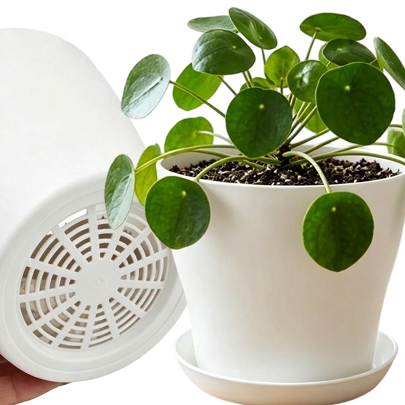 Plant Pot Set with Drainage Ho - Echeveria Succulent review and price