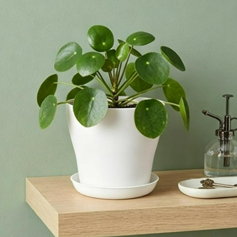 Plant Pot Set with Drainage Ho - Echeveria Succulent review and price