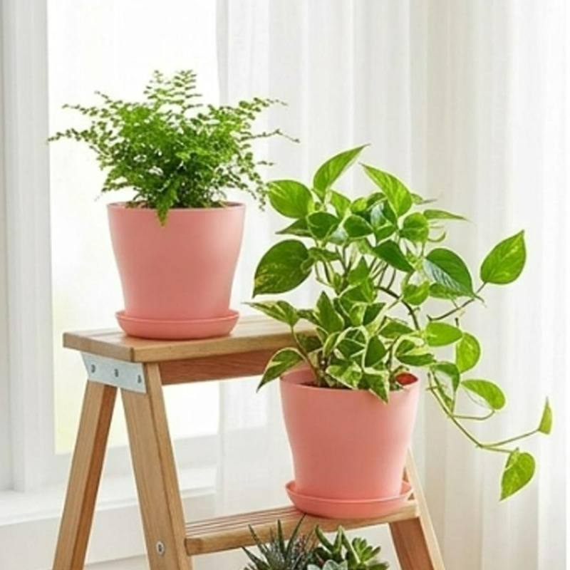 Plant Pot Set with Drainage Ho - Echeveria Succulent review and price