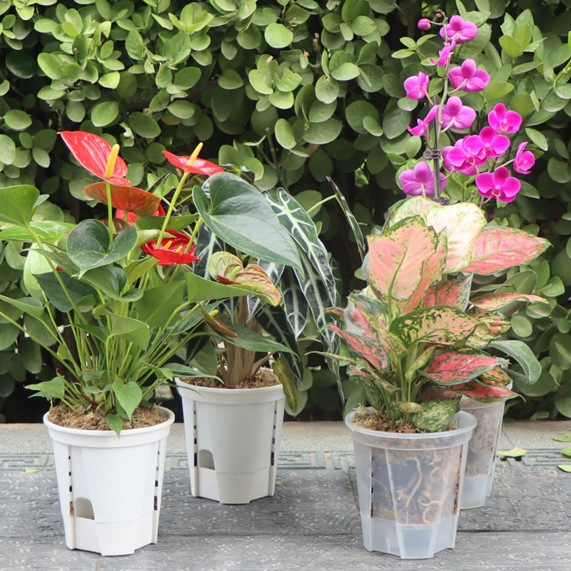 5pcs Transparent Orchid Pot wi - Aloe Vera Pot review and price